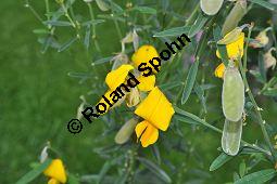 Sunfaser, Indischer Hanf, Bengalischer Hanf, Crotalaria juncea, Fabaceae, Crotalaria juncea, Sunfaser, Indischer Hanf, Bengalischer Hanf, Blhend und fruchtend Kauf von 05455_crotalaria_juncea_dsc_0427.jpg