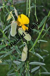 Sunfaser, Indischer Hanf, Bengalischer Hanf, Crotalaria juncea, Fabaceae, Crotalaria juncea, Sunfaser, Indischer Hanf, Bengalischer Hanf, Blühend und fruchtend Kauf von 05455_crotalaria_juncea_dsc_0429.jpg