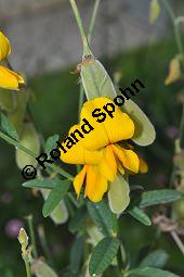 Sunfaser, Indischer Hanf, Bengalischer Hanf, Crotalaria juncea, Fabaceae, Crotalaria juncea, Sunfaser, Indischer Hanf, Bengalischer Hanf, Blühend und fruchtend Kauf von 05455_crotalaria_juncea_dsc_0430.jpg