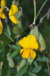 Sunfaser, Indischer Hanf, Bengalischer Hanf, Crotalaria juncea, Fabaceae, Crotalaria juncea, Sunfaser, Indischer Hanf, Bengalischer Hanf, Blühend und fruchtend Kauf von 05455_crotalaria_juncea_dsc_0431.jpg