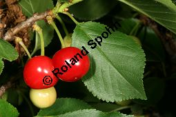Sauer-Kirsche, Prunus cerasus, Rosaceae, Prunus cerasus, Sauerkirsche, Weichsel, fruchtend Kauf von 05464prunus_cerasusimg_2543.jpg