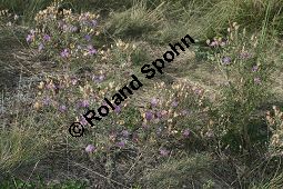Walliser Flockenblume, Centaurea vallesiaca Kauf von 05468_centaurea_vallesiaca_img_9342.jpg