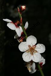 Japanische Aprikose, Prunus mume Kauf von 05475prunus_mumeimg_5986.jpg
