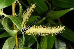 Bruch-Weide, Salix fragilis Kauf von 05493_salix_fragilis_img_8285.jpg