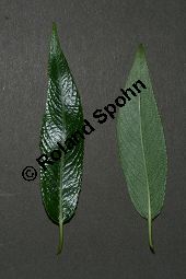 Bruch-Weide, Salix fragilis Kauf von 05493_salix_fragilis_img_8289.jpg