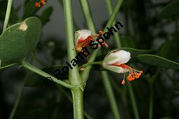 Bohnenähnliches Jochblatt, Zygophyllum fabago Kauf von 05494_zygophyllum_fabago_img_8727.jpg