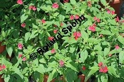 Strauch-Salbei, Salvia heerii, Lamiaceae, Salvia heerii, Strauch-Salbei, Blühend Kauf von 05499_salvia_heerii_img_9834.jpg