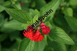 Strauch-Salbei, Salvia heerii, Lamiaceae, Salvia heerii, Strauch-Salbei, Blühend Kauf von 05499salvia_heeriiimg_2270.jpg