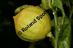 Bergamotte-Zitrone, Citrus bergamia var. calabria Kauf von 05511citrus_bergamia_calabriaimg_6177.jpg