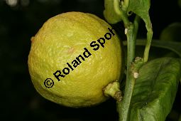 Bergamotte-Zitrone, Citrus bergamia var. calabria Kauf von 05511citrus_bergamia_calabriaimg_6178.jpg