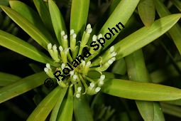 Groblttrige Steineibe, Podocarpus macrophyllus, Podocarpus chinensis Kauf von 05512_podocarpus_macrophyllus_img_2113.jpg