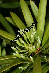 Großblättrige Steineibe, Podocarpus macrophyllus, Podocarpus chinensis Kauf von 05512_podocarpus_macrophyllus_img_2114.jpg