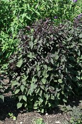 Schwarznessel, Perilla frutescens, Lamiaceae, Perilla frutescens, Schwarznessel, Perilla, Blhend Kauf von 05514perilla_frutescensimg_2863.jpg