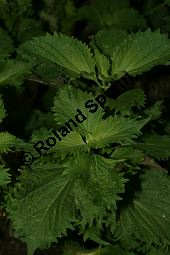 Schwarznessel, Perilla frutescens, Lamiaceae, Perilla frutescens, Schwarznessel, Perilla, Blhend Kauf von 05514perilla_frutescensimg_3558.jpg