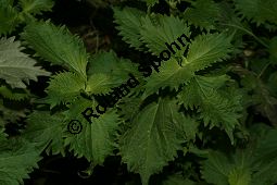 Schwarznessel, Perilla frutescens, Lamiaceae, Perilla frutescens, Schwarznessel, Perilla, Blhend Kauf von 05514perilla_frutescensimg_3559.jpg