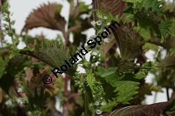 Schwarznessel, Perilla frutescens, Lamiaceae, Perilla frutescens, Schwarznessel, Perilla, Blhend Kauf von 05514perilla_frutescensimg_4218.jpg