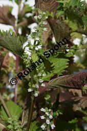 Schwarznessel, Perilla frutescens, Lamiaceae, Perilla frutescens, Schwarznessel, Perilla, Blhend Kauf von 05514perilla_frutescensimg_4219.jpg