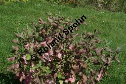 Schwarznessel, Perilla frutescens, Lamiaceae, Perilla frutescens, Schwarznessel, Perilla, Blhend Kauf von 05514perilla_frutescensimg_4299.jpg