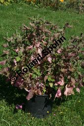 Schwarznessel, Perilla frutescens, Lamiaceae, Perilla frutescens, Schwarznessel, Perilla, Blhend Kauf von 05514perilla_frutescensimg_4300.jpg