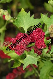 Kopfiger Erdbeerspinat, Chenopodium capitatum, Blitum capitatum Kauf von 05560_chenopodium_capitatum_img_4094.jpg