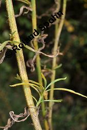 Sdafrikanisches Greiskraut, Schmalblttriges Greiskraut, Senecio inaequidens Kauf von 05564_senecio_inaequidens_dsc_4326.jpg