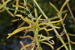 Südafrikanisches Greiskraut, Schmalblättriges Greiskraut, Senecio inaequidens Kauf von 05564_senecio_inaequidens_dsc_4328.jpg