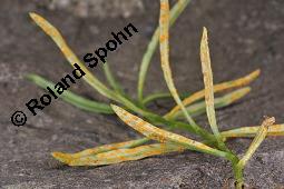 Sdafrikanisches Greiskraut, Schmalblttriges Greiskraut, Senecio inaequidens Kauf von 05564_senecio_inaequidens_dsc_4330.jpg