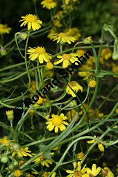 Südafrikanisches Greiskraut, Schmalblättriges Greiskraut, Senecio inaequidens Kauf von 05564_senecio_inaequidens_img_3087.jpg