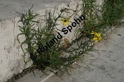 Südafrikanisches Greiskraut, Schmalblättriges Greiskraut, Senecio inaequidens Kauf von 05564_senecio_inaequidens_img_5269.jpg