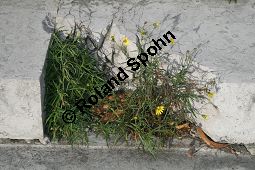 Südafrikanisches Greiskraut, Schmalblättriges Greiskraut, Senecio inaequidens Kauf von 05564_senecio_inaequidens_img_5270.jpg