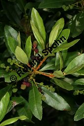 Gagelbaum, Myrica faya, Myricaceae, Myrica faya, Gagelbaum, fruchtend Kauf von 05589myrica_fayaimg_3640.jpg