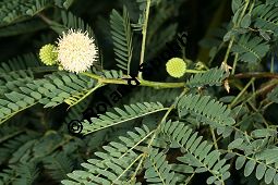 Schwarzholz-Akazie, Acacia melanoxylon, Mimosaceae, Acacia melanoxylon, Schwarzholz-Akazie, fruchtend Kauf von 05641acacia_melanoxylonimg_4910.jpg