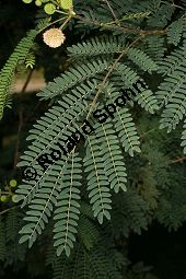 Schwarzholz-Akazie, Acacia melanoxylon, Mimosaceae, Acacia melanoxylon, Schwarzholz-Akazie, fruchtend Kauf von 05641acacia_melanoxylonimg_4912.jpg
