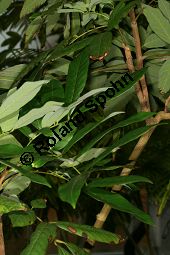 Longan, Longanpflaume, Drachenauge, Dimocarpus longan; Nephelium longanum, Euphoria longana Kauf von 05679_dimocarpus_longan_img_4994.jpg