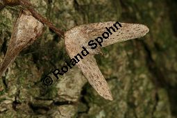 Chinesische Flügelnuss, Pterocarya stenoptera Kauf von 05687_pterocarya_stenoptera_img_5106.jpg