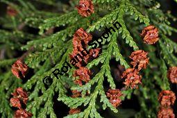 Erbsenfrüchtige Scheinzypresse, Sawara-Scheinzypresse, Chamaecyparis pisifera Kauf von 05701_chamaecyparis_pisifera_dsc_1671.jpg