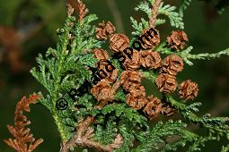 Erbsenfrüchtige Scheinzypresse, Sawara-Scheinzypresse, Chamaecyparis pisifera Kauf von 05701_chamaecyparis_pisifera_img_5239.jpg