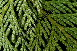 Erbsenfrüchtige Scheinzypresse, Sawara-Scheinzypresse, Chamaecyparis pisifera Kauf von 05701_chamaecyparis_pisifera_img_8257.jpg