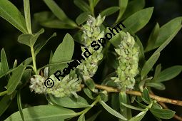 Mandel-Weide, Salix triandra Kauf von 05705_salix_triandra_img_7424.jpg