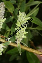 Mandel-Weide, Salix triandra Kauf von 05705_salix_triandra_img_7425.jpg