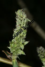 Mandel-Weide, Salix triandra Kauf von 05705_salix_triandra_img_7426.jpg