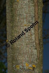 Mandel-Weide, Salix triandra Kauf von 05705_salix_triandra_img_7427.jpg
