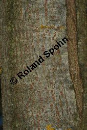 Mandel-Weide, Salix triandra Kauf von 05705_salix_triandra_img_7428.jpg