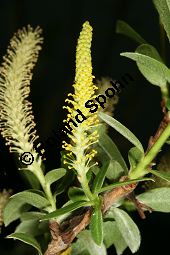 Mandel-Weide, Salix triandra Kauf von 05705_salix_triandra_img_7788.jpg