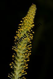 Mandel-Weide, Salix triandra Kauf von 05705_salix_triandra_img_7790.jpg