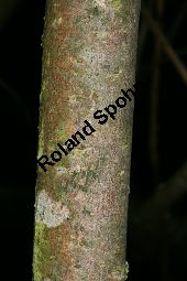 Mandel-Weide, Salix triandra Kauf von 05705_salix_triandra_img_7792.jpg