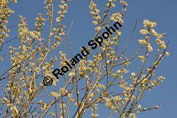 Kübler-Weide, Salix x smithiana, Salicaceae, Salix x smithiana, Kübler-Weide, männlich blühend Kauf von 05708_salix_smithiana_dsc_2014.jpg