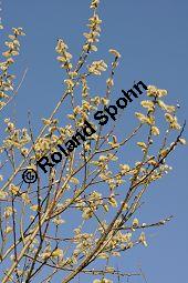 Kübler-Weide, Salix x smithiana, Salicaceae, Salix x smithiana, Kübler-Weide, männlich blühend Kauf von 05708_salix_smithiana_dsc_2015.jpg