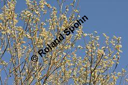 Kübler-Weide, Salix x smithiana, Salicaceae, Salix x smithiana, Kübler-Weide, männlich blühend Kauf von 05708_salix_smithiana_dsc_2018.jpg