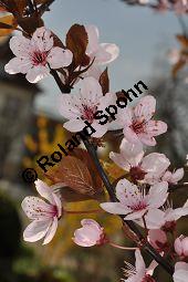 Kirsch-Pflaume 'Nigra', Kirschpflaume 'Nigra', Prunus cerasifera 'Nigra' Kauf von 05711_prunus_cerasifera_nigra_dsc_3238.jpg